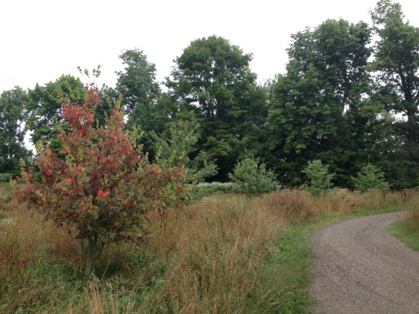 Early fall